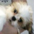PuppyLuver98 :iconpuppyluver98: