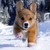 :iconpuppyluver99340: