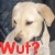 :iconpuppywutplz: