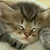 :iconpurdycats: