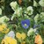:iconpureatrarose: