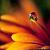 :iconpuremirage: