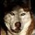 :iconpurgatorywolf:
