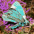 :iconpurginglocusts: