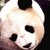 :iconpurpelpanda: