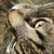 :iconpurple-bamboo: