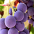 :iconpurple-grapes: