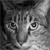 :iconpurple-legion: