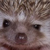 :iconpurple-lemons: