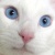:iconpurple-leopardess: