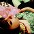 :iconpurple-peaches: