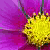 :iconpurple-salvia: