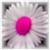 :iconpurple-violeta: