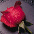 :iconpurplebunny1988: