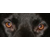 :iconpurpledragon42-stock: