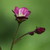 :iconpurpleeyesofthewind: