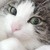 :iconpurplegatto:
