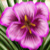 :iconpurpleiris88:
