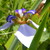:iconpurpleiriseye: