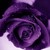:iconpurplemountainz: