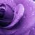 :iconpurplerose1098: