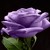 :iconpurpleroses97: