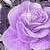 :iconpurplerosesbeauty: