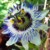 :iconpurpletangerine: