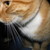 :iconpurpletigercreations: