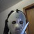 :iconpursiaprice: