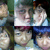 :iconpuspitongsdublin-o: