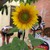 :iconpussinboots2612: