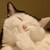 :iconpussycollector: