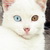 :iconpuszika: