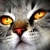 :iconputercom: