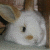 :iconpyewackett: