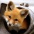 :iconpyrakitt: