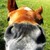 :iconpyro-horse-freak: