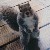 :iconpyrocjerartistchick: