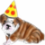 :iconpyroinsomniac007: