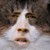 :iconpyrothekitty: