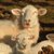 :iconPyrus-Wulf: