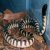 :iconpython-paradice: