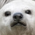:iconq-i: