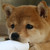 :iconQ-Ko-Chan: