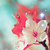 :iconqadriah:
