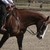 :iconqhrider2005: