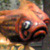 :iconqolus: