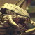 :iconquadnips8908: