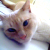 :iconquadricat: